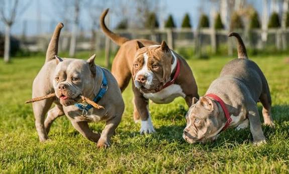 About Redding American Bully