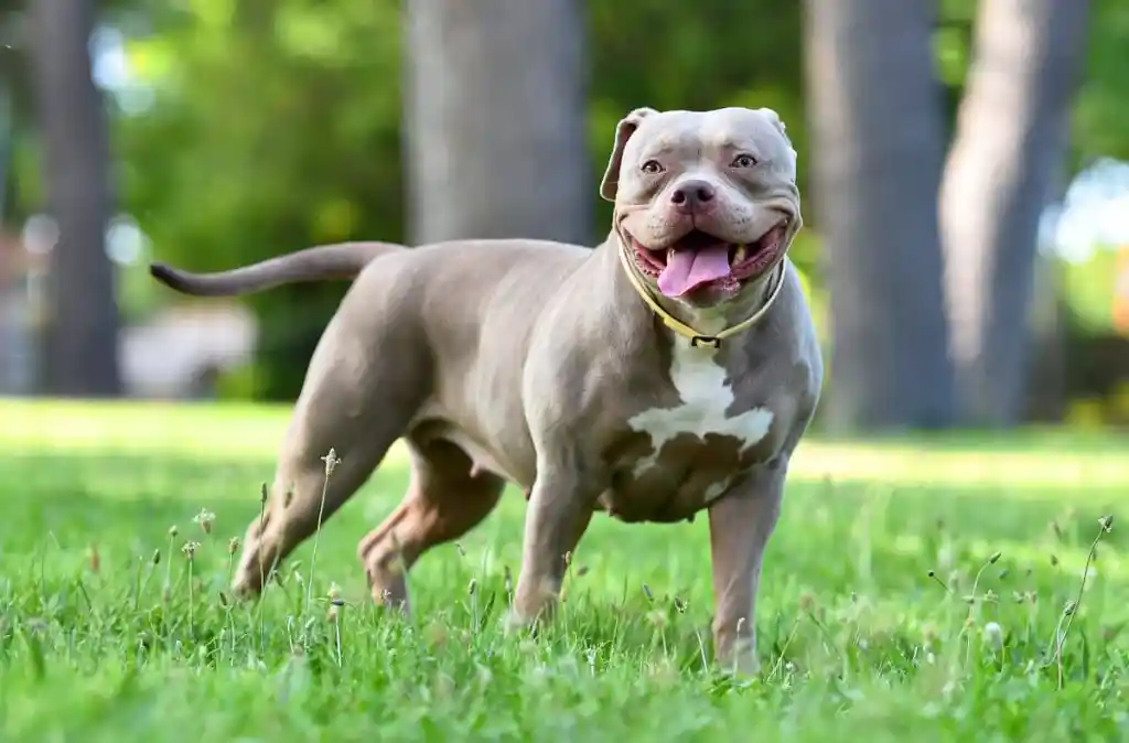 Tank - Sire