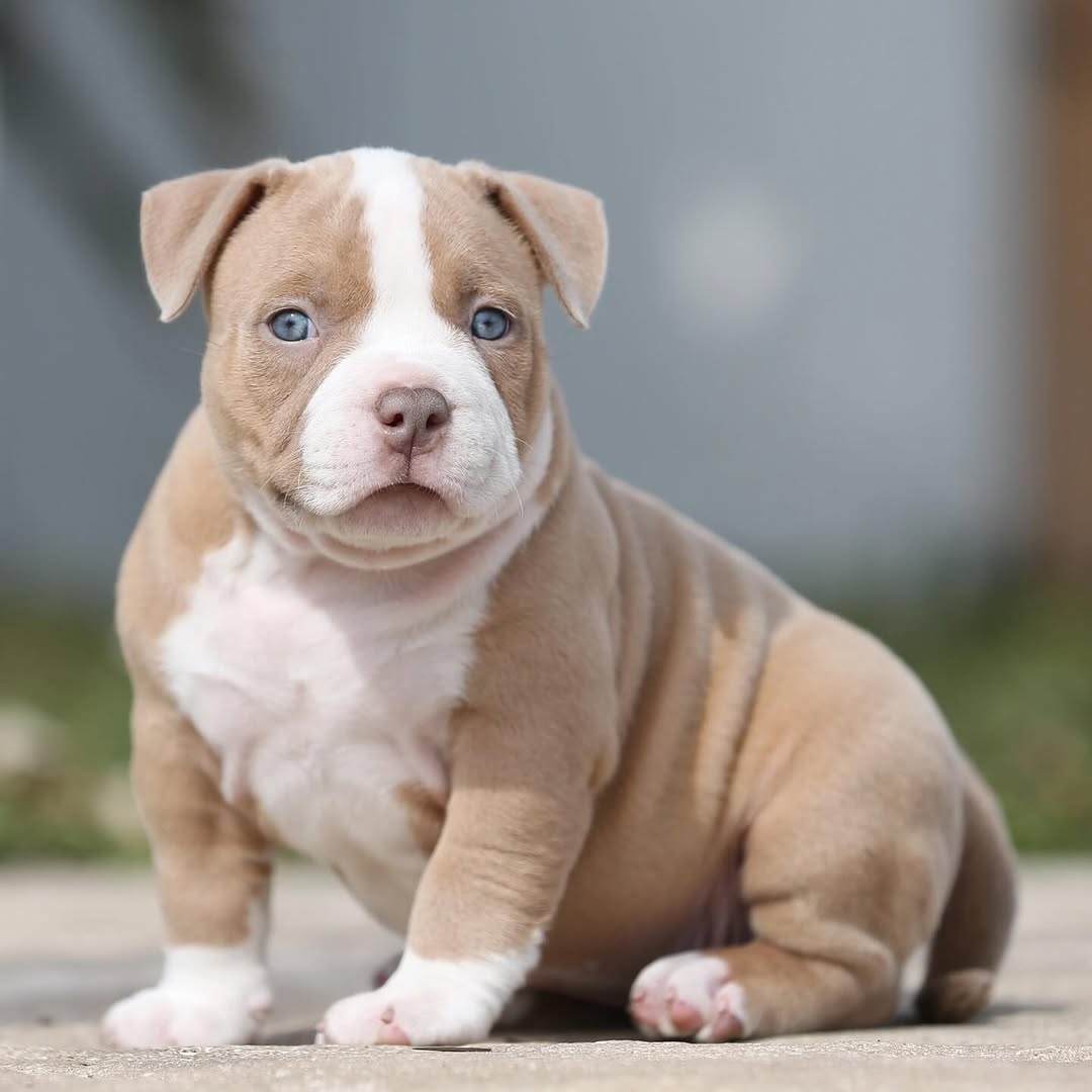 Micro and Pocket Bullies