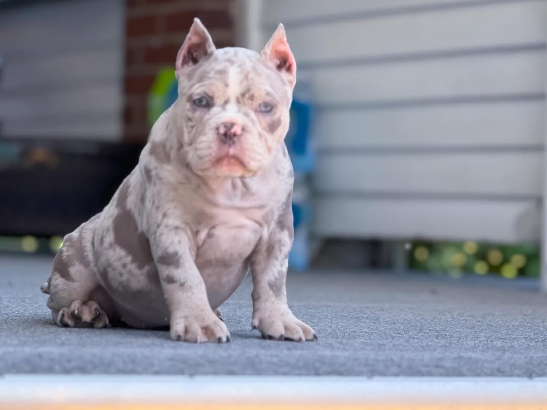 Remi - Pocket Bully