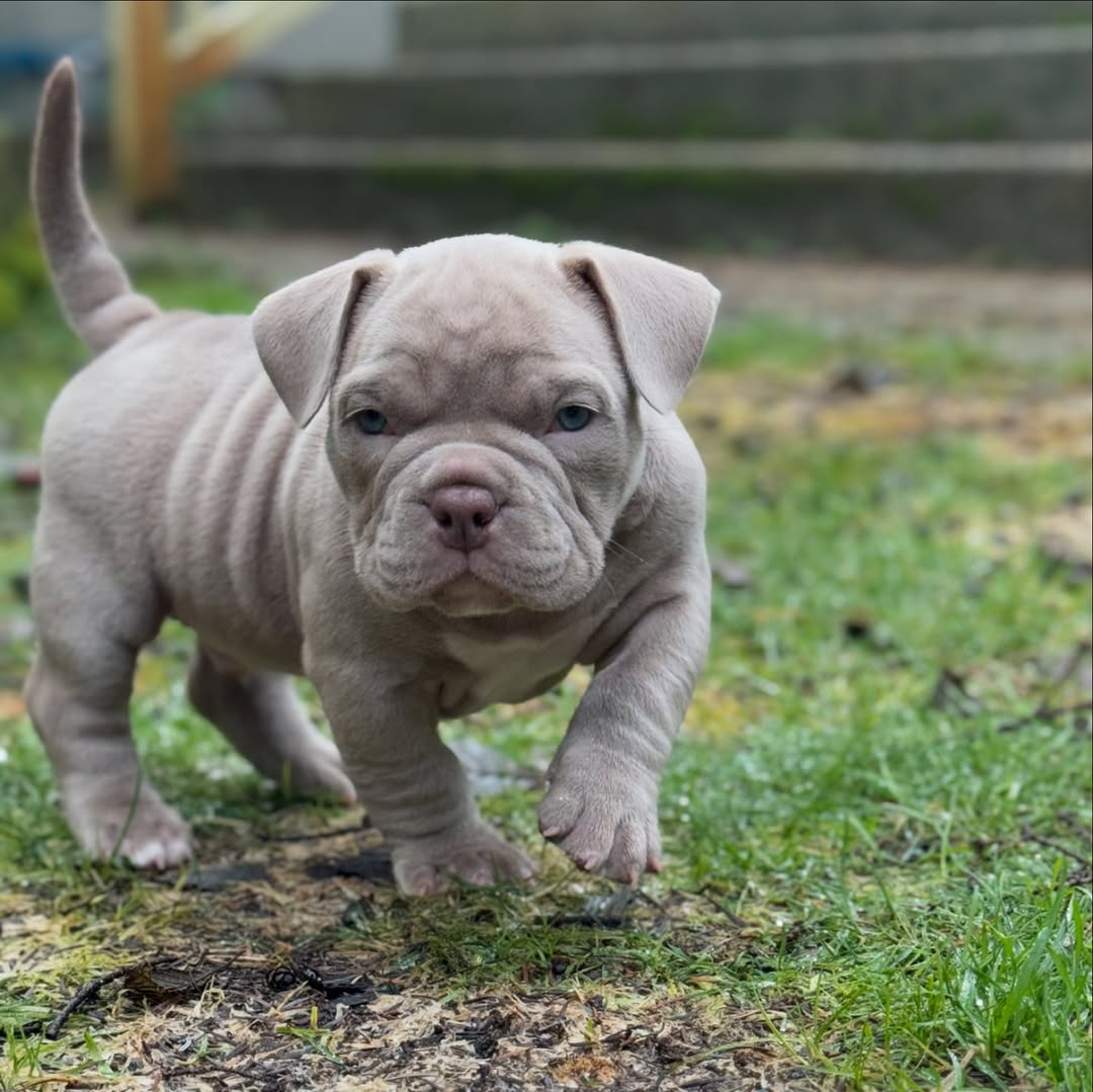 Dave - Pocket Bully