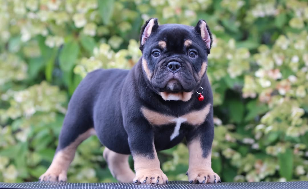 Tommy - Pocket Bully