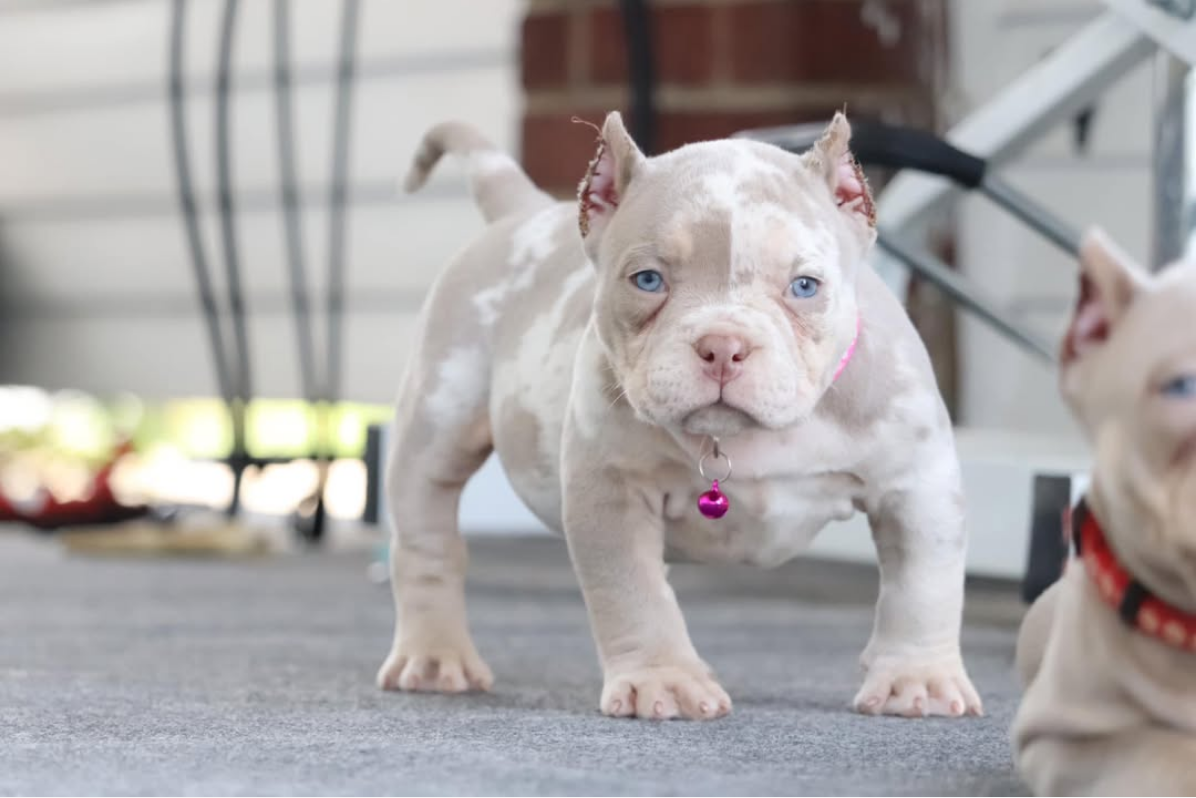 Toni - Pocket Bully