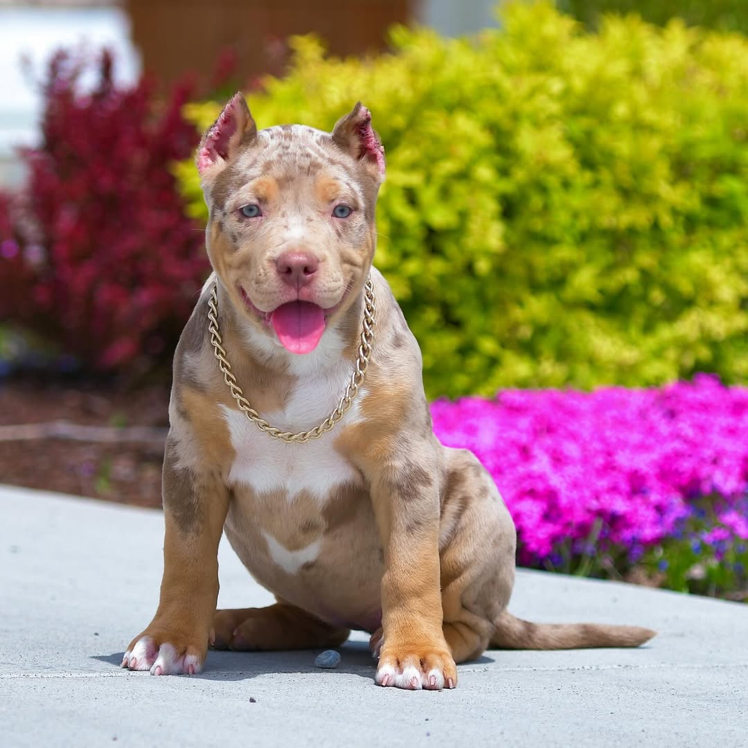 Bella - XL Bully