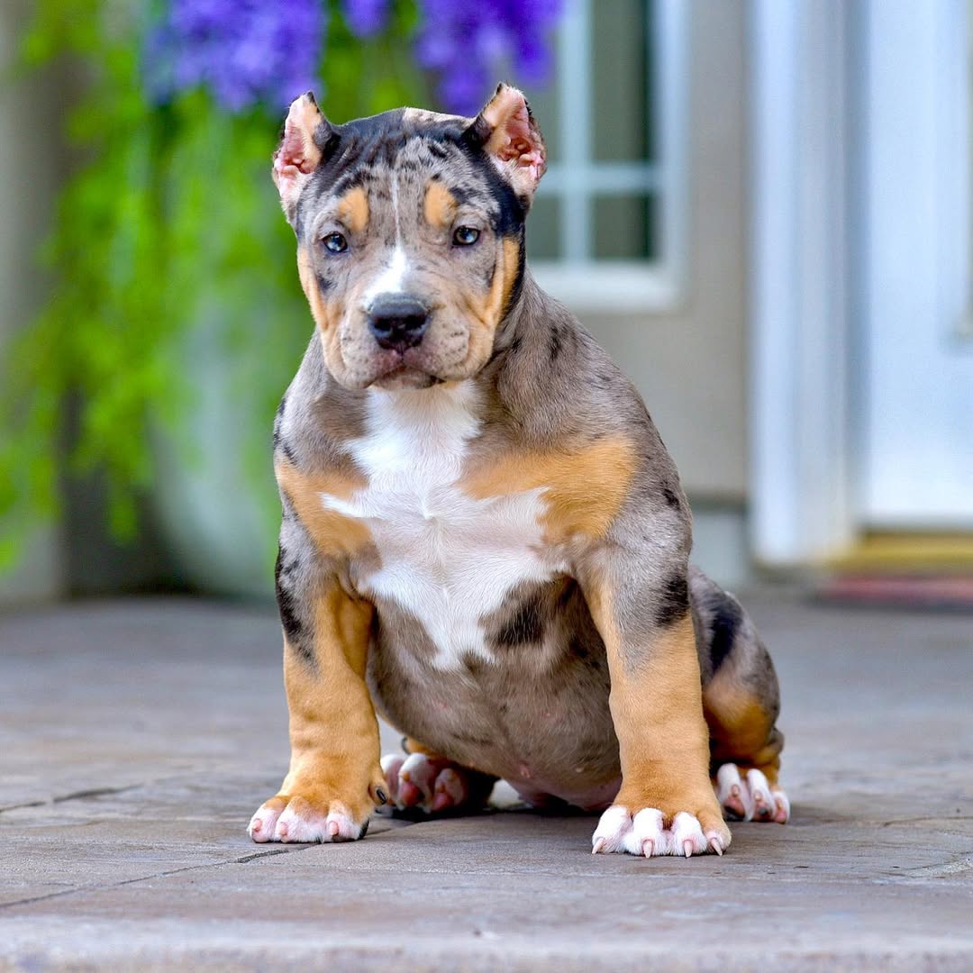 Luna - XL Bully