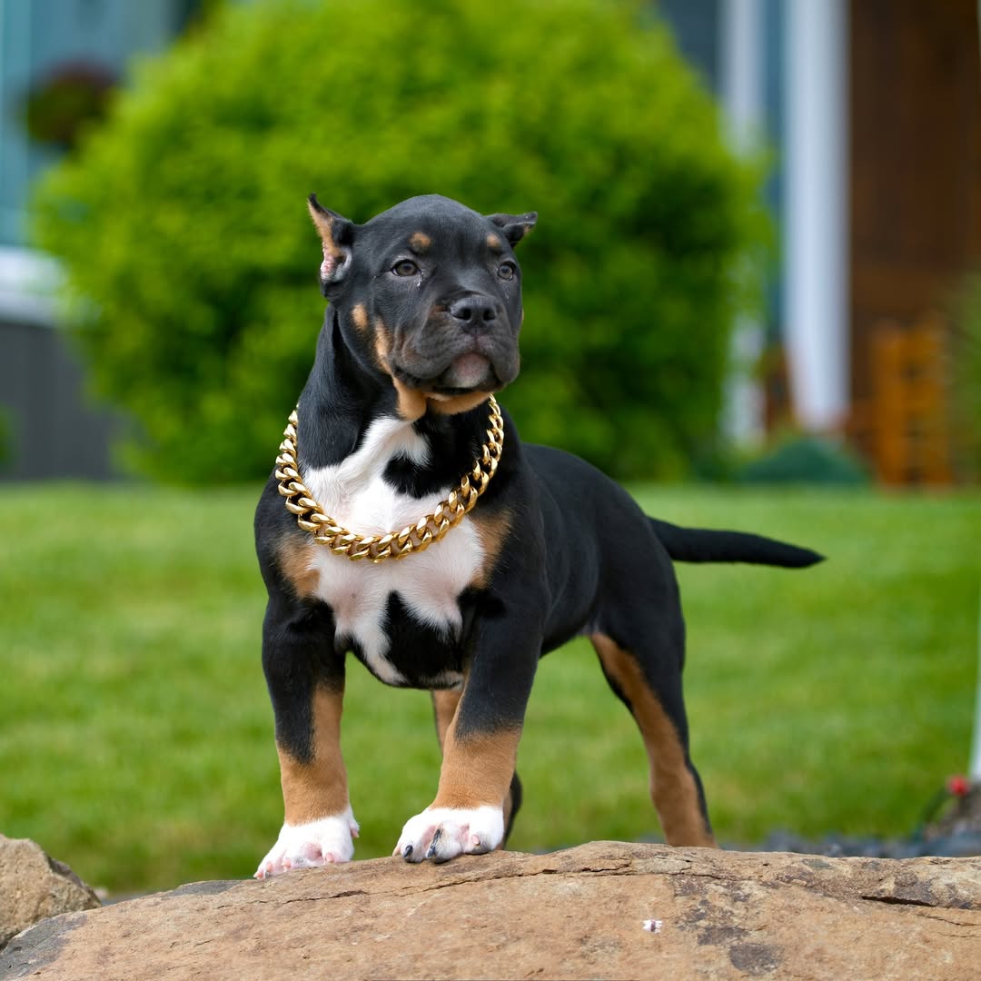 Suzy - XL Bully