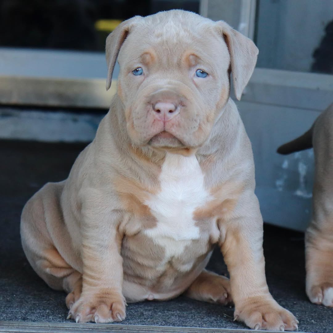 Tina - XL Bully