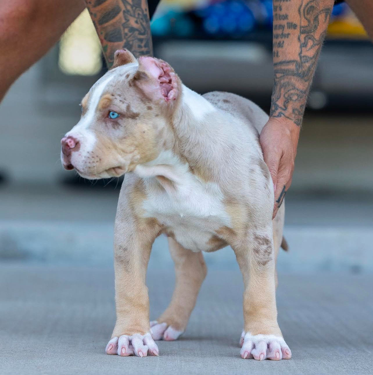 Tucker - XL Bully