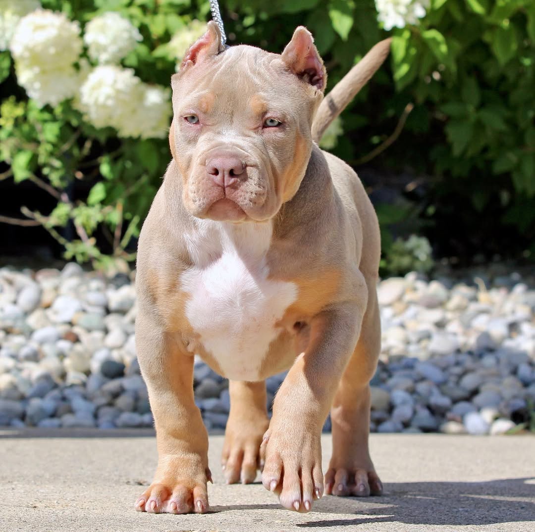 Sammy - XL Bully