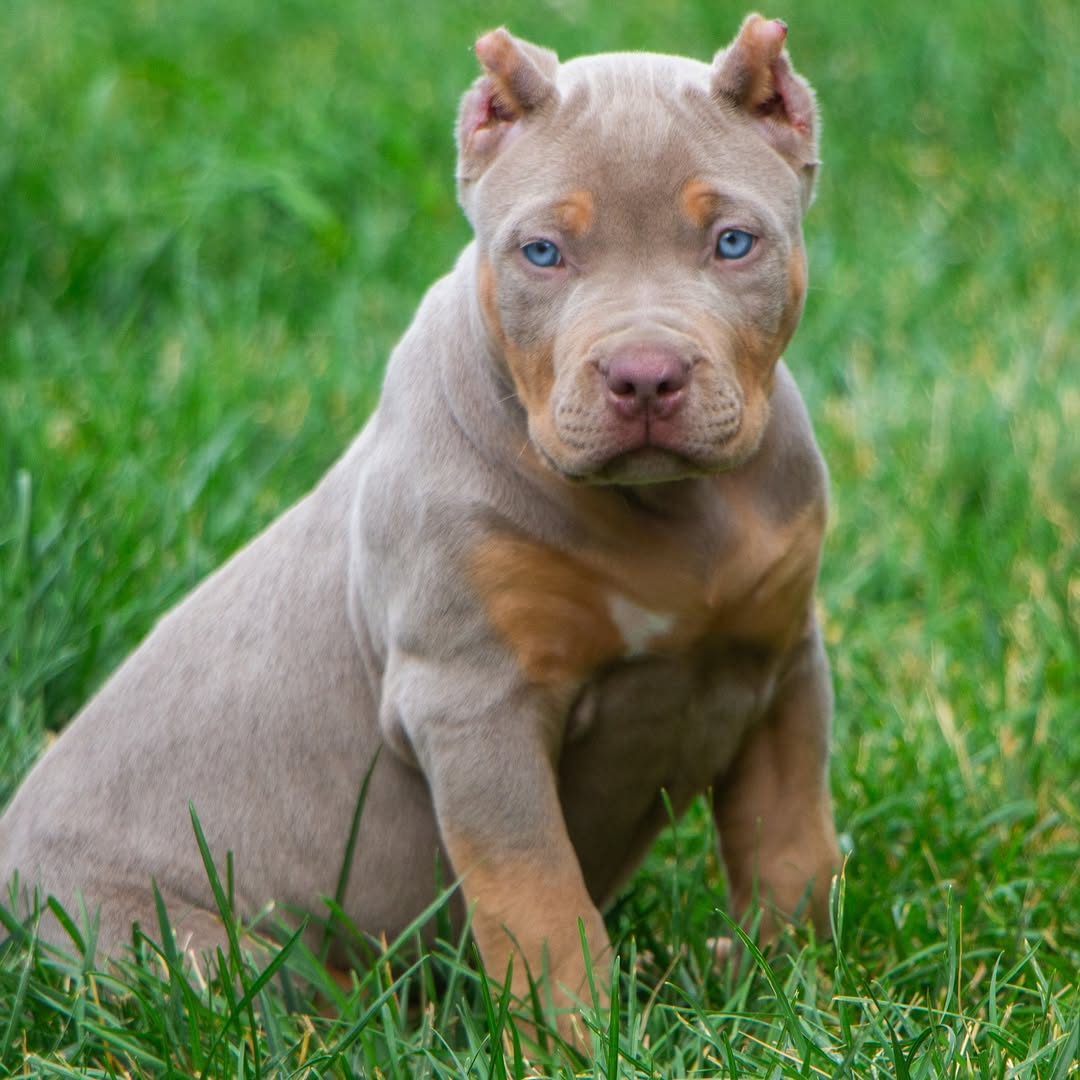 Snow - XL Bully