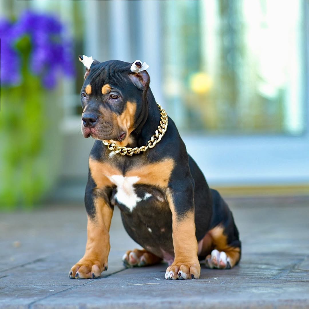 Charlie - XL Bully