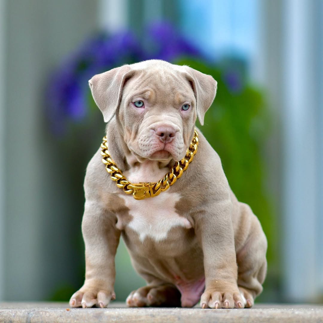 Zeus - XL Bully